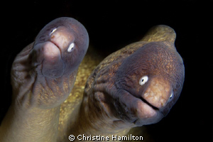 Mr & Mrs Moray by Christine Hamilton 